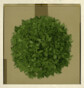 File:2025-06-21 Bush Camouflage.jpg